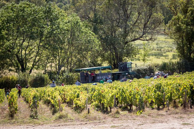 grape picking