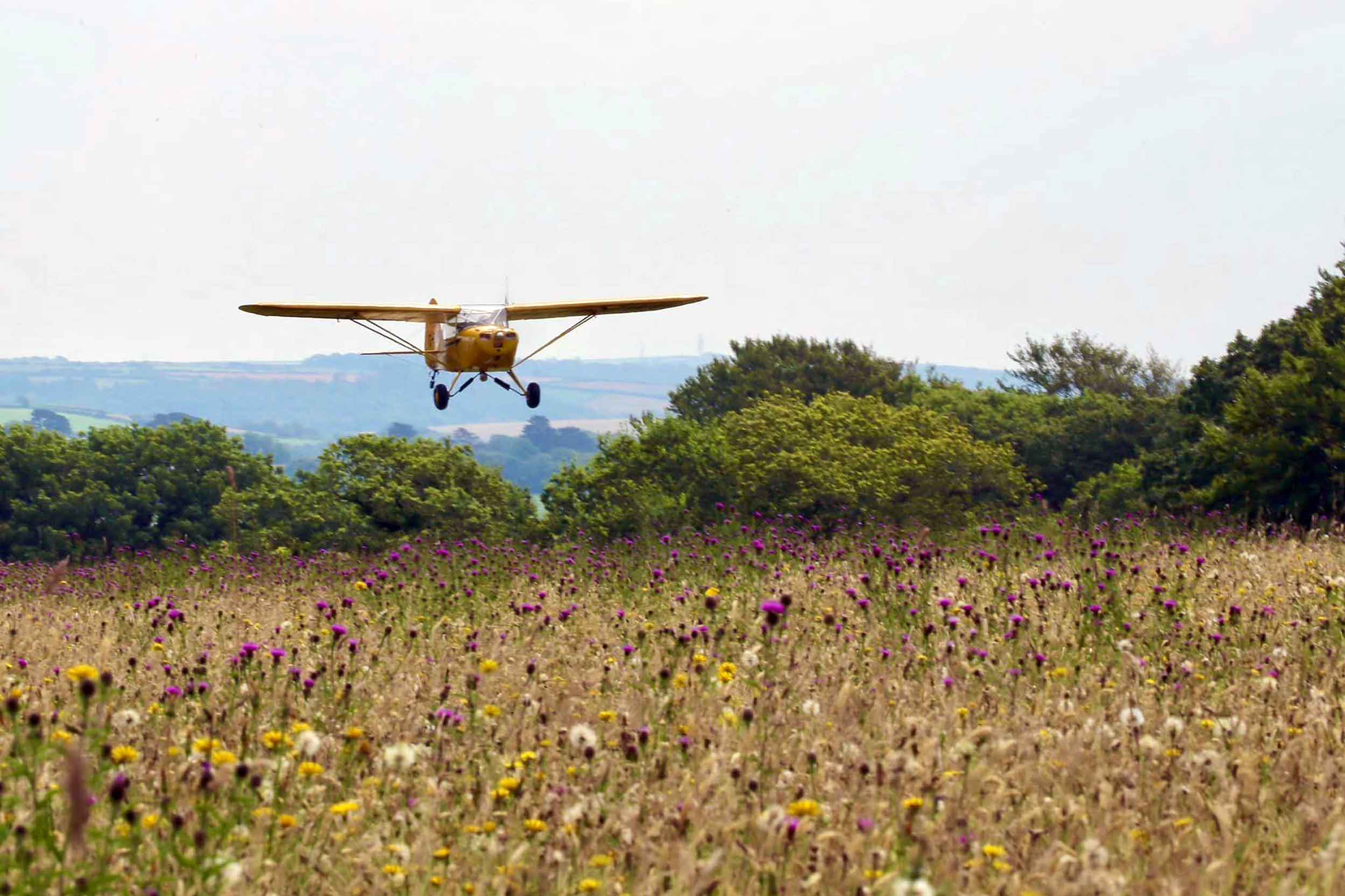 Bodmin Airfield has been recognised as the largest traditional wildlife meadow in the southwest 